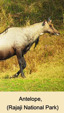 Rajaji National Park