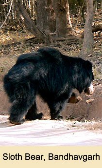 Bandhavgarh National Park