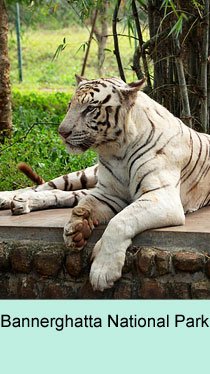 Bannerghatta National Park