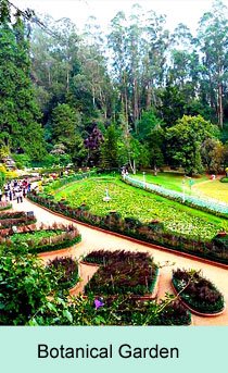 Botanic Gardens, Ooty