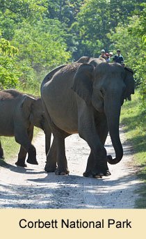 Corbett National Park