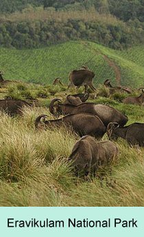 Eravikulam National Park