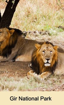 Gir National Park