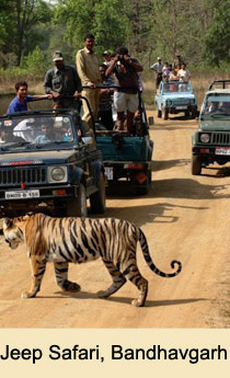 Jeep Safari Bandhavgarh