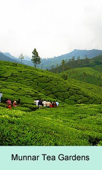 Munnar Tea Gardens