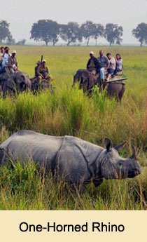 Kaziranga National Park