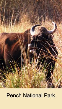 Pench National Park