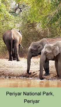 Periyar National Park