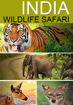 India Wildlife Safari